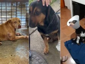 Hércules, Irajá e Nina, cães baleados por traficantes no Rio de Janeiro (Foto: Reprodução)