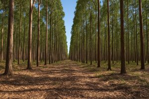 Produção da silvicultura e extração vegetal no Brasil cresce 16,7% em 2024 (Foto: arquivo pessoal)