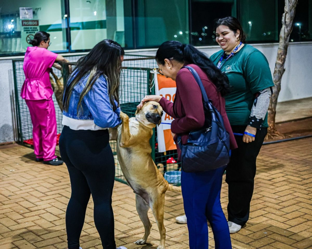 feira de adoção paulínia