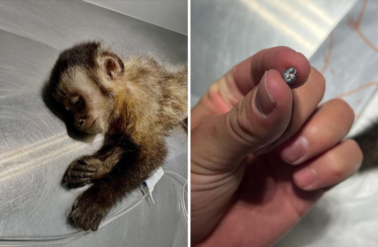 Macaca baleada no Rio