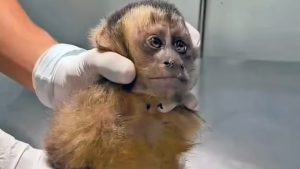 Macaca é baleada no Rio