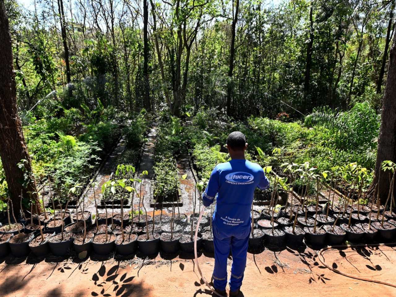 primavera campinas