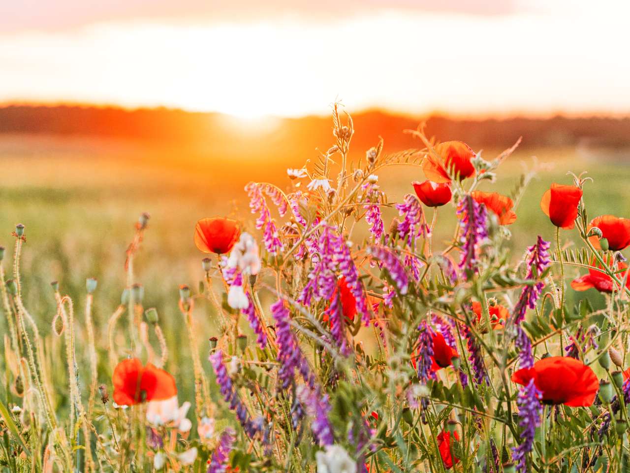 primavera