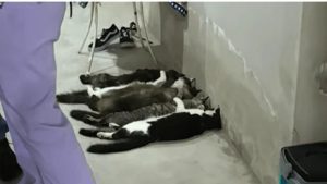 Sangue de gato: entenda como funcionava o esquema de coleta clandestina em Monte Alto (SP)