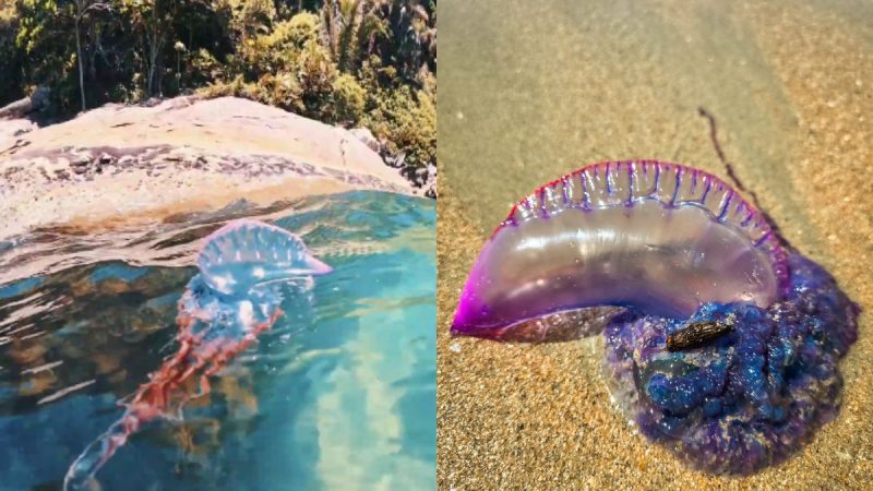 Montagem com fotos coladas de caravela-portuguesa em Praia do Pernambuco, no Guarujá