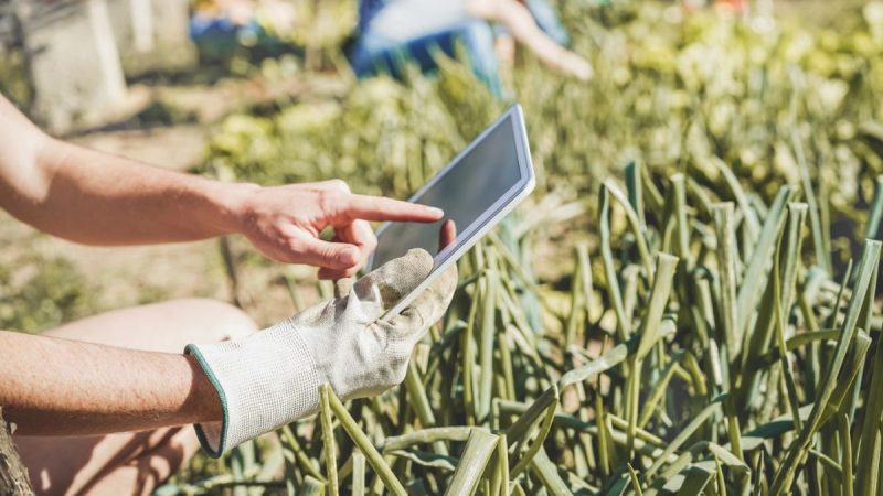 Do arado ao algoritmo: a inteligência artificial que está transformando o campo