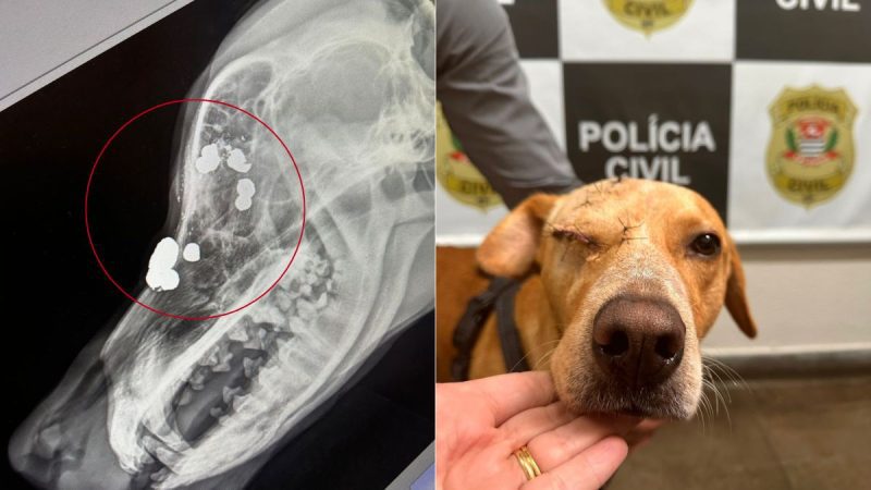 Cachorro é resgatado após levar 10 tiros na cabeça em bairro nobre de Campinas