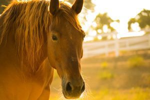 Quatro cavalos são furtados de departamento da Secretaria do Meio Ambiente de Campinas (Foto: Unsplash)