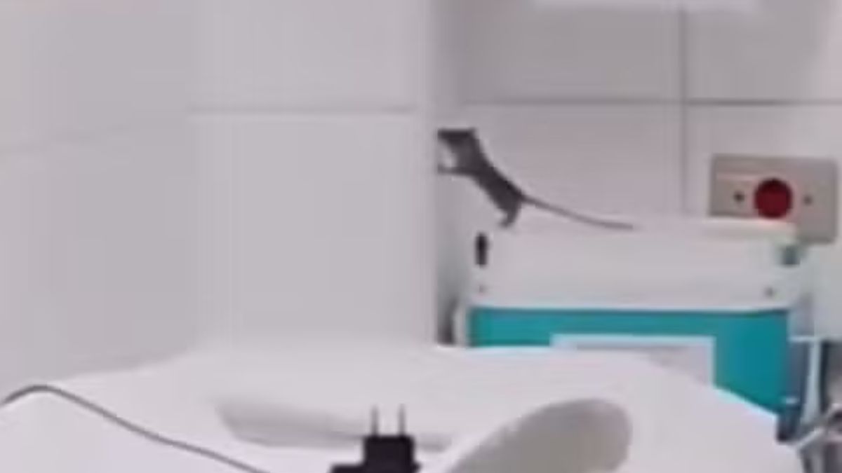 rato no hospital irmã dulce