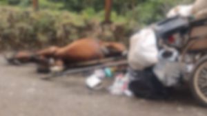 VÍDEO: homem e cavalo são eletrocutados em Nazaré Paulista (SP)