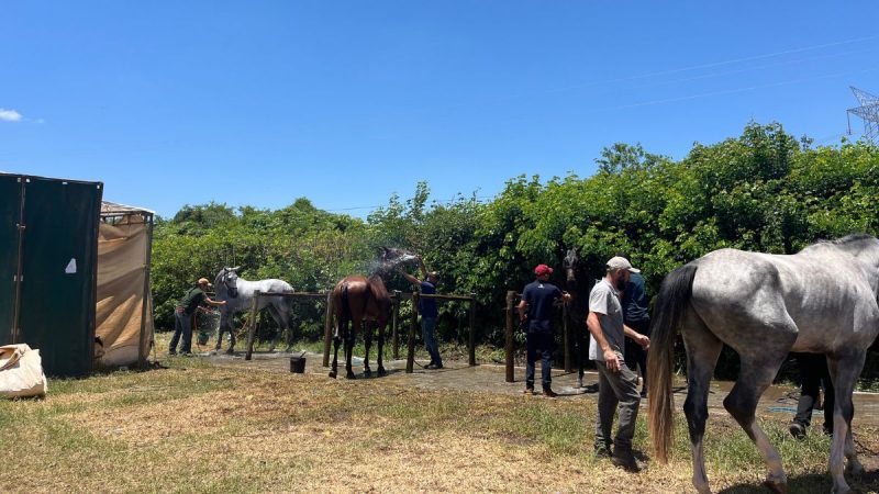 Heróis das cocheiras: conheça os tratadores que fazem o Festival Nacional de Cavalo BH