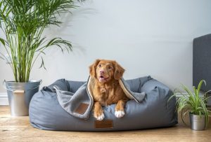 Quem deixar animais de estimação sozinhos pode levar multa de até R$ 10 mil em Santos