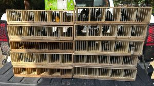 Multa milionária é aplicada por manter aves silvestres em cativeiro e por maus-tratos em Atibaia