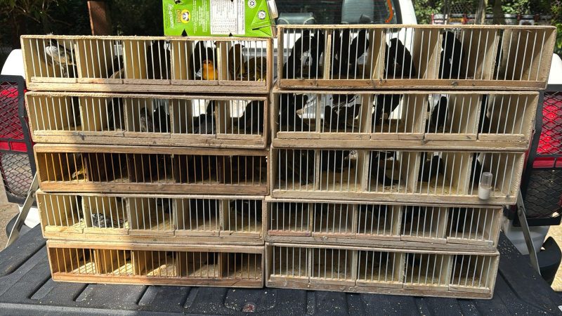 Multa milionária é aplicada por manter aves silvestres em cativeiro e por maus-tratos em Atibaia