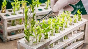 Quando a biotecnologia chega ao campo, o agro brasileiro muda de patamar