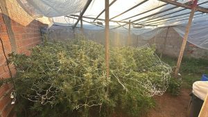 Polícia localiza grande plantação de maconha em condomínio de Mogi Guaçu