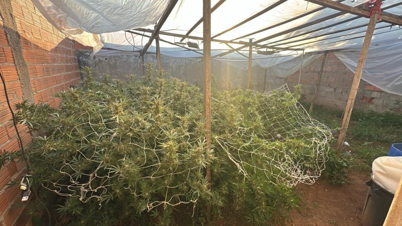 Polícia localiza grande plantação de maconha em condomínio de Mogi Guaçu