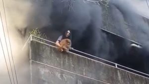 VÍDEO: Mulher joga cachorros da sacada durante incêndio em apartamento