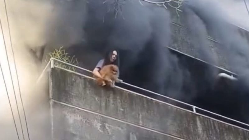 VÍDEO: Mulher joga cachorros da sacada durante incêndio em apartamento