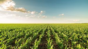 La Niña: informação climática e manejo de solo serão decisivos para agricultura