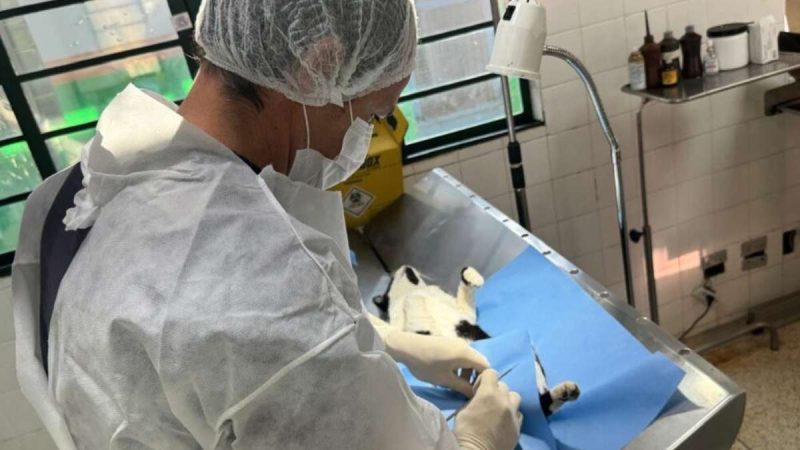 Castração gratuita de animais acontece em Piracicaba nos dias 5 e 6 de janeiro