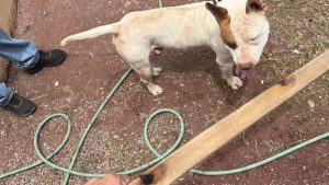 VÍDEO: Homem flagrado agredindo pitbull em Piracicaba responderá por maus-tratos