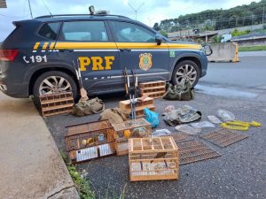 Homem é autuado pela 9ª vez por crime ambiental contra aves silvestre em Atibaia