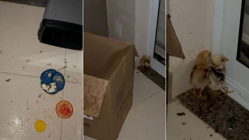 Jabuti e pintinhos resgatados em Americana