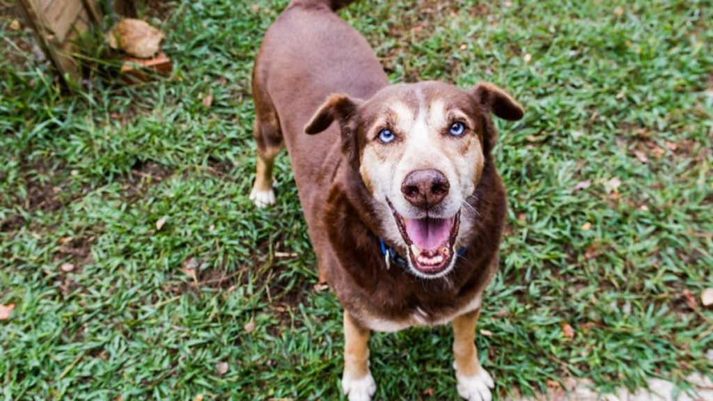 Cão porte médio, marrom e branco, sorrindo ao ar livre em grama, em chamada da feira de adoção em Guarujá com apoio veterinário e avaliação dos tutores para adoção de cerca de 20 animais.
