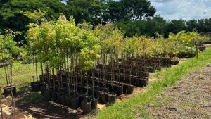 Prefeitura de Piracicaba firma acordo para produção de mudas e reflorestamento
