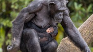 Bebê chimpanzé já tem nome e Zoológico de SP faz anúncio fofo. Foto: Reprodução / Zoo SP / Leandro Ferreira