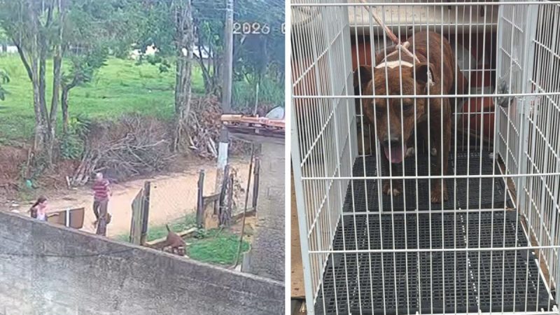 O que se sabe sobre o ataque de pitbull que vitimou um bebê em Socorro?