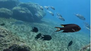 Peixe invasor asiático é identificado na Baixada Santista e acende alerta