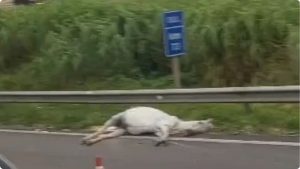 Acidente na Anhanguera deixa ferido e mata dois cavalos em Vinhedo
