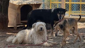 Veterinário aplicando vacina antirrábica em cão, ilustrando a imunização de animais em Hortolândia.