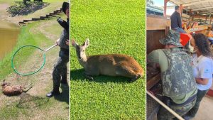 Cervo ferido resgatado pela Polícia Ambiental na zona rural de Valinhos, próximo à Fazenda Guariroba.