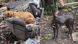 cães resgatados após denúncia de maus-tratos