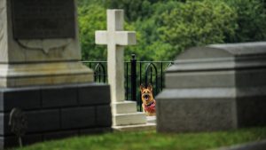 Cão e gato em jardim residencial ilustrando os riscos legais e ambientais de enterrar animais de estimação no quintal.