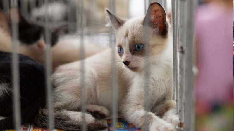Cão e gato para adoção em Atibaia durante feirinha da Defesa Animal no dia 25 de março.