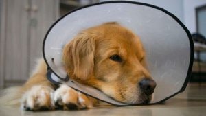 Cachorro e gato recebendo cuidados no mutirão gratuito de castração em Atibaia.