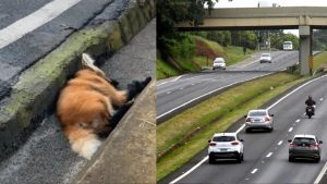 Lobo-guará ferido em atropelamento é resgatado na Rodovia Fausto Santo Mauro