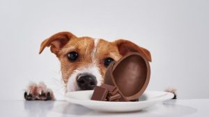 Cachorro olhando para barra de chocolate, destacando os perigos do consumo de chocolate para pets na Páscoa.