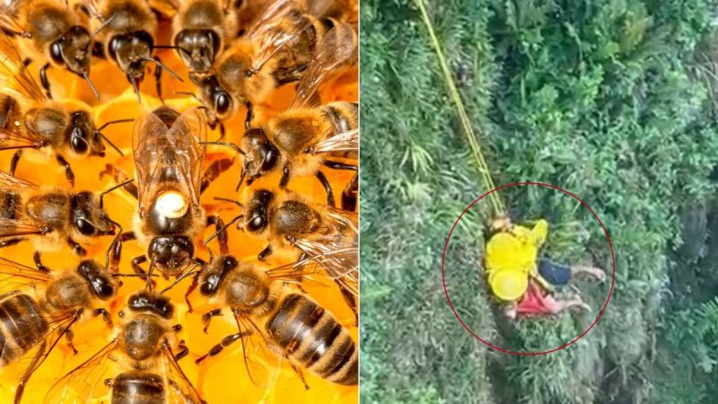 Encosta da Ilha Porchat em São Vicente onde homem saltou para fugir de ataque de abelhas.