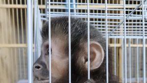 Operação desmonta esquema de tráfico e resgata 60 animais na região de Campinas