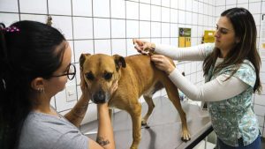 Vacinação antirrábica de cães e gatos suspensa temporariamente em São Paulo e Santa Bárbara d’Oeste.