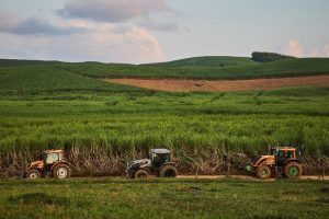 Plantação de cana-de-açúcar no Centro-Sul brasileiro representando a projeção da safra 2026/27 de 635 milhões de toneladas.
