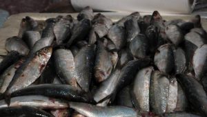 Campanha do Pescado na sexta-feira Santa em Santos