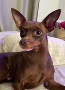 Kiko, cachorro do cantor Edson da dupla Edson e Hudson, encontrado morto em Indaiatuba após desaparecimento.