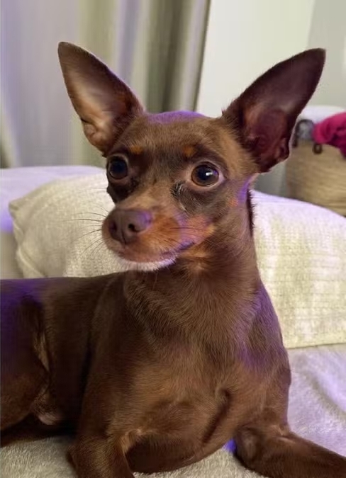 Kiko, cachorro do cantor Edson da dupla Edson e Hudson, encontrado morto em Indaiatuba após desaparecimento.