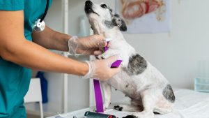 médico veterinário 1- Foto Freepik